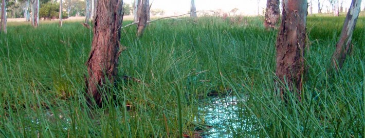 grass aquatic ecological environment