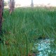 grass aquatic ecological environment